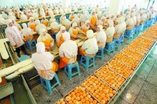 柑橘加工迈向世界一流